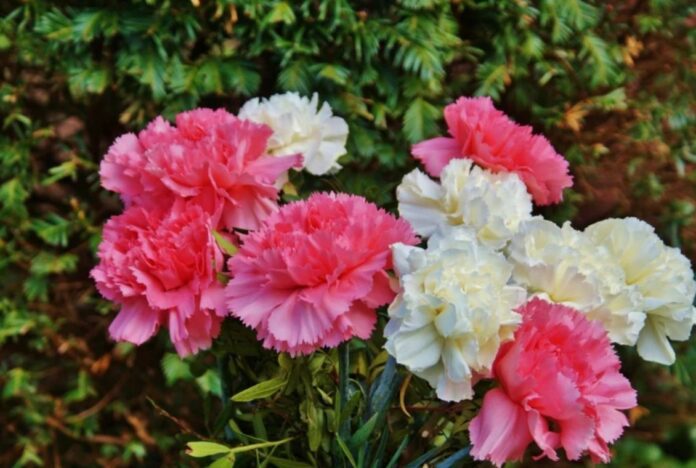 3fe82580-a7ab-48c8-92b9-d089c8d7003a