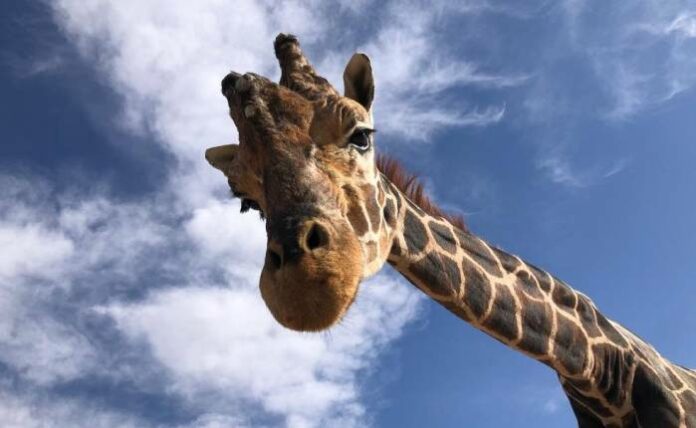 muere-jirafa-modesto