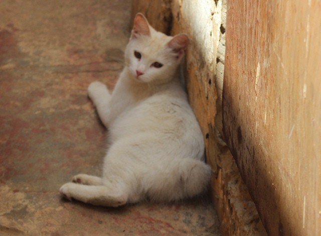 gatonejo-conejo-gato-maracaibo