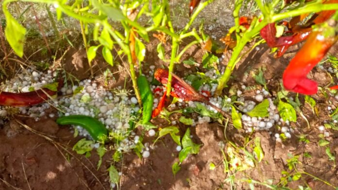 WhatsApp Image 2022-10-12 at 1.52.17 PM