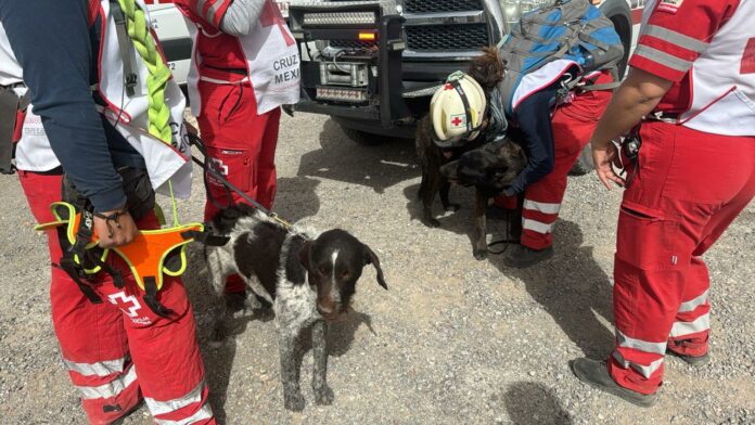 WhatsApp Image 2024-04-15 at 4.38.18 PM