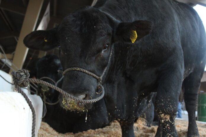 WhatsApp Image 2025-08-02 at 9.07.40 AM