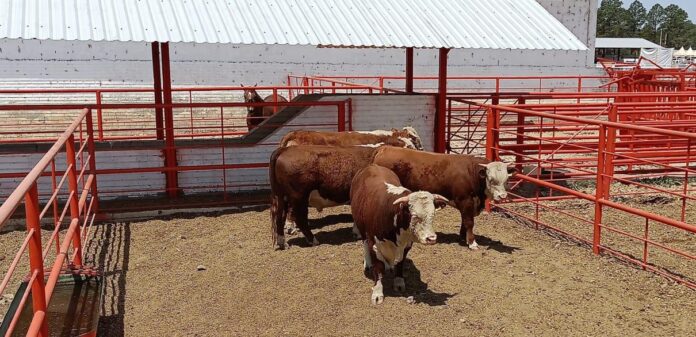 WhatsApp Image 2025-08-22 at 10.29.10 AM